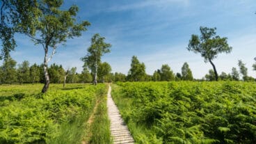 A wooden board-walk running through ferns of the Struffelt nature area